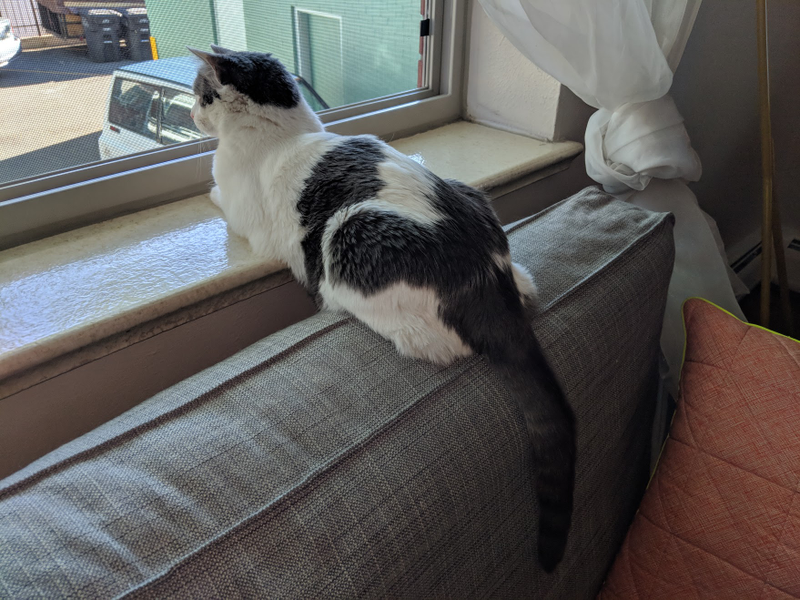 Window Sill / Sofa Cushion two-fer combo. Verdict: 5/10. Cool on one end, warm on the other, but excellent visibility of those damn squirrels.